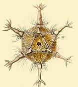 Circogonia icosahedra, a species of .