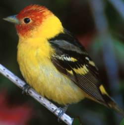 Photo: Tanager