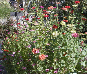 A bed of zinnias