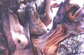 Gnarled bristlecone pine wood