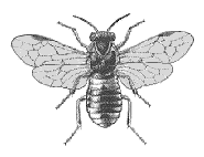 Adult female sawfly