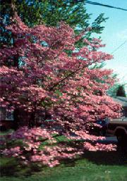 A Flowering Dogwood cultivar with pink flowers