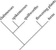 A vertical orientation yields a cladogram reminiscent of a .