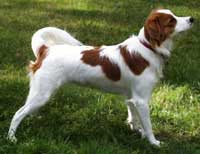 The Kooikerhondje's coat is typically clear orange-red patches on a white background.