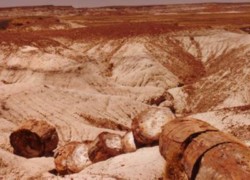 Petrified tree with Painted Desert background
