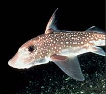 chimera fish