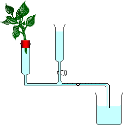 A  device for measuring rate of transpiration