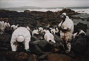 Volunteers cleaning the coastline in Galicia in the aftermath of the Prestige catastrophe, March, 2003