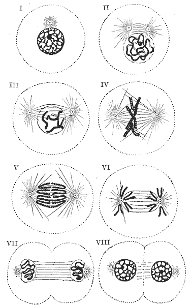 Diagram showing the changes which occur in the centrosomes and nucleus of a cell in the process of mitotic division. (Sch䦥r.) I to III, prophase; IV, metaphase; V and VI, anaphase; VII and VIII, telophase.