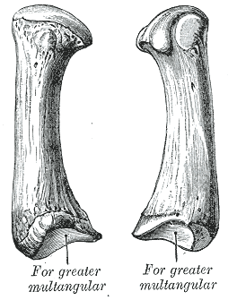 Figure 1 : The first metacarpal (Left)