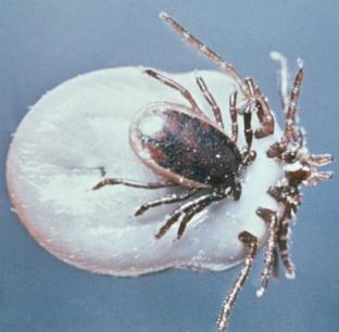 A male Ixodes ricinus tick (smaller) copulating with a female tick (larger)