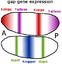 Gap genes