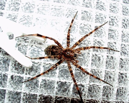  This "fishing spider" (Dolomedes scriptus)was caught on my steps at midnight. She was released after being photographed. 