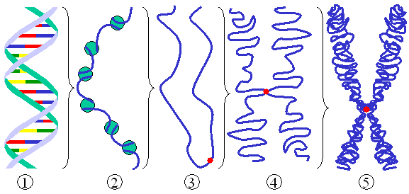 Figure 2: Different levels of DNA condensation. (1) Single DNA strand. (2) Chromatin strand (DNA with histones). (3) Chromatin during  with centromere.  (4) Condensed chromatin during . (Two copies of the DNA molecule are now present) (5) Chromosome during .