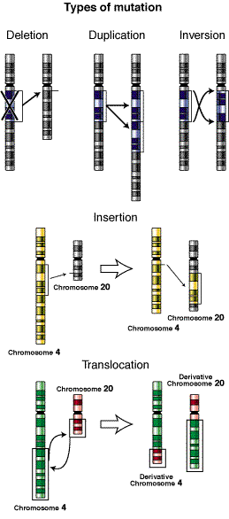 Mutations Caused By Radiation. Different types of mutations.