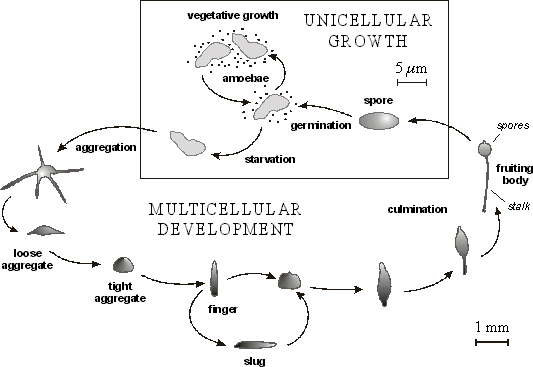 Life cycle of Dictyostelium