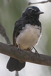 image:Willie_Wagtail-2.jpg