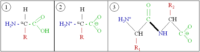hydrophilic vs hydrophobic amino acids