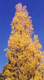 A poplar in autumn colours