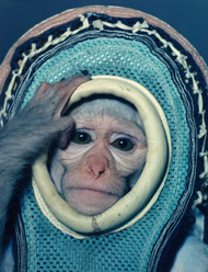 Miss Sam the Rhesus monkey, pilot of Little Joe 1B. (NASA)