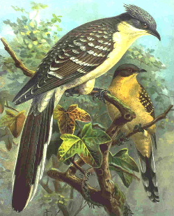  Great Spotted Cuckoo