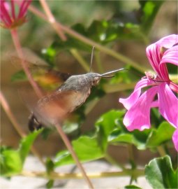 Image:HummingbirdHawkMoth Small.jpg