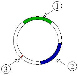 assemble a plasmid macvector