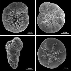 micrographs of four  foraminiferan tests (ventral view). Clockwise from top left: ,  clavatum, , and .
