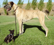 This   and  show the wide range of dog breed sizes created using .
