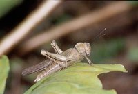 Female Humpback grasshopper, "Abisares viridipennis"