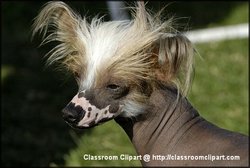 A Chinese Crested Dog with spotted skin.Image provided by Classroom Clip Art (http://classroomclipart.com)