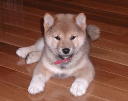 An eight-week-old Shiba Inu puppy