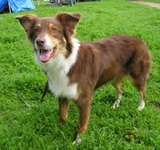 Red tricolor Aussie with shorter coat and more upright ears.