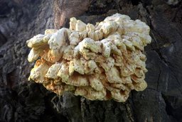 Sulphur shelf mushrooms