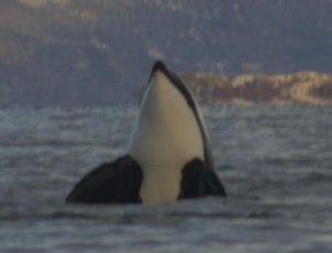 A young Orca spyhopping