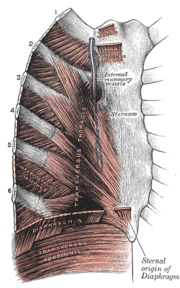 A diagram of the thoracic muscles featuring the diaphragm