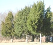 Eastern Juniper trees