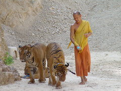 Monk and tigers during walk in the quarry