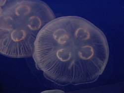 Tiny jellyfish
