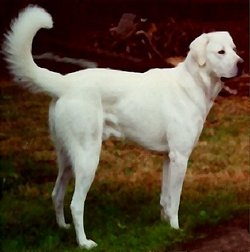 A young Akbash dog 