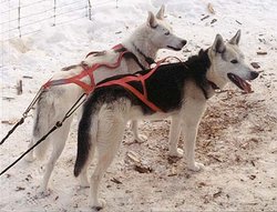 Two Seppala Siberian Sleddog lead dogs