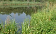 A temperate wetland in , with shallow open water and reedbeds.