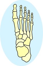 The bones in the foot provided by Classroom Clip Art (http://classroomclipart.com)