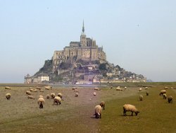 Mont-Saint-Michel: sheep graze on the reclaimed pr-sal or "salt meadow" (2004)