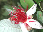 Feijoa sellowiana flowers, 