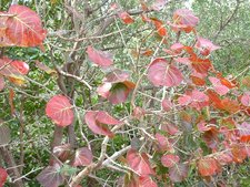 Seagrape bush (Coccoloba uvifera)