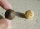 Macadamia nut in its shell and roasted nut ready to eat