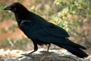 A black raven