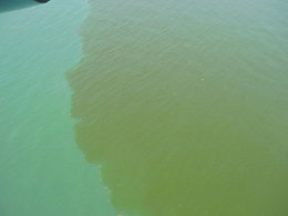 A "red tide" resulting from a dinoflagellate bloom discoloring the water on the right