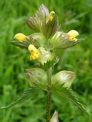 Toothed bracts on Rhinanthus minor